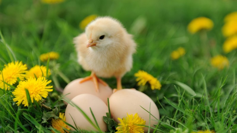 Psk p Grythyttans Gstgivaregrd